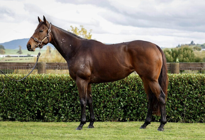 Group One winner Belle En Rouge was bought by Yulong for $800,000 via Gavelhouse Plus on Tuesday night - Photo: supplied