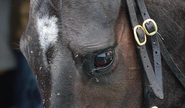 Picture of Dating by Trish Dunell