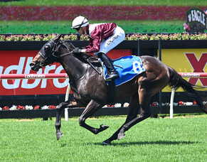 Karaka Millions beckons Birchley&rsquo;s Dream Roca