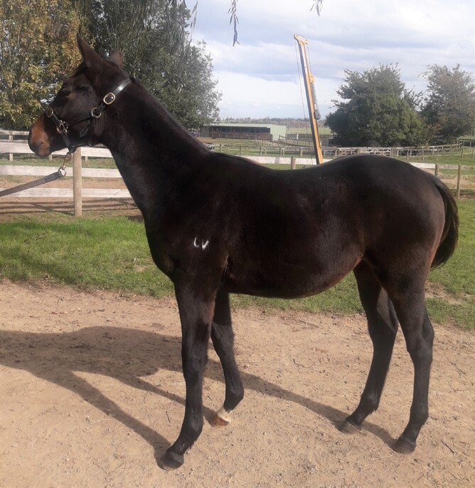 What's The Story - Davone Code (Keeper) colt
