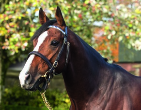 NZTBA Auckland Branch Stallion Parade &amp; Awards Luncheon this Sunday