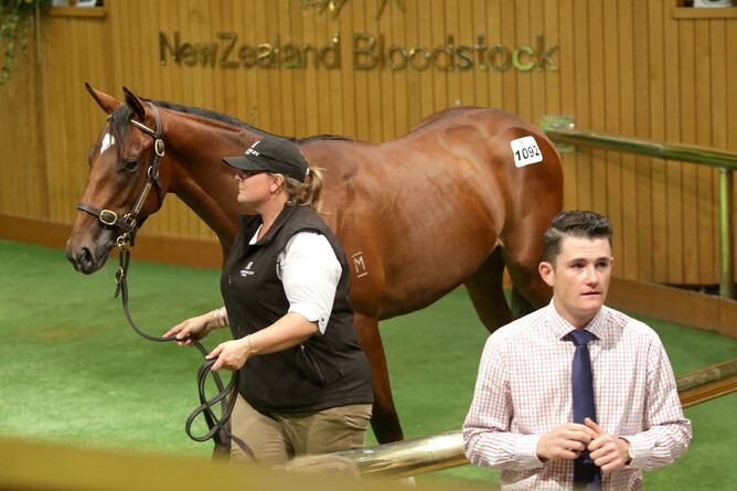 Lot 1092 Niagara ex Boomchuckalucka colt - Trish Dunell