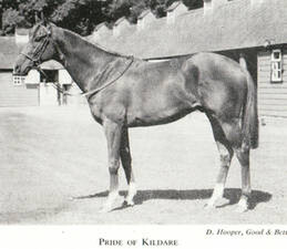 Pride Of Kildare (IRE) 1948 h. [Royal Charger-Gainsborough Lass]