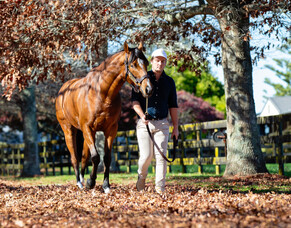 Wyndspelle on parade