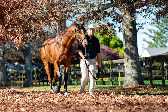 Wyndspelle is a new addition to the New Zealand stallion ranks in 2020. Photo: Supplied