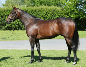 Waikato NZTBA members breed their first stakes winner - One One Two