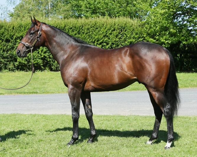 One One Two pictured as a Ready to Run horse from the draft of Sam Beatson