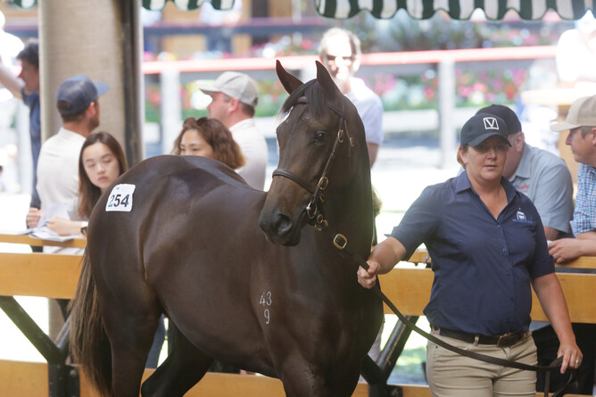 Lot 254, the Savabeel filly, was bought by Greg Tomlinson of Nearco Stud for $450,000. Photo: Trish Dunell