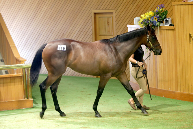 Lot 319 Charm Spirit ex Lady Kipling - Trish Dunell