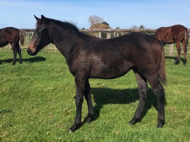 Derryn x Willow Park colt