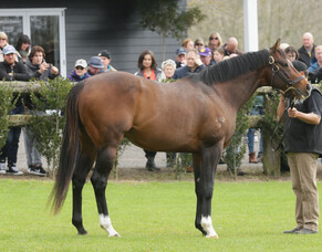 Lion roars for Contributer