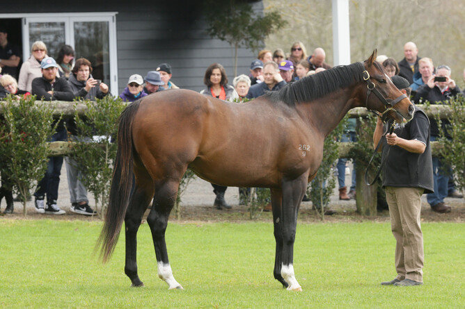 Contributer (pictured) sired his first winner when Lion’s Roar won at Wagga on Thursday. Photo: Trish Dunell