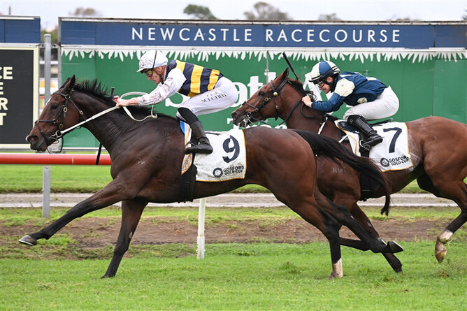 Hezashocka relished the rain affected conditions in the Gosford Gold Cup at Newcastle - Photo: Steve Hart