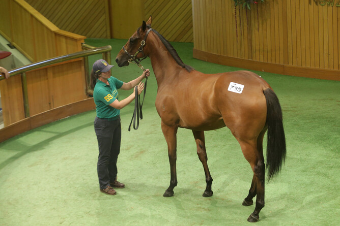 Lot 735, the Per Incanto filly, was purchased by Gary Harding for $170,000. Photo: Trish Dunell