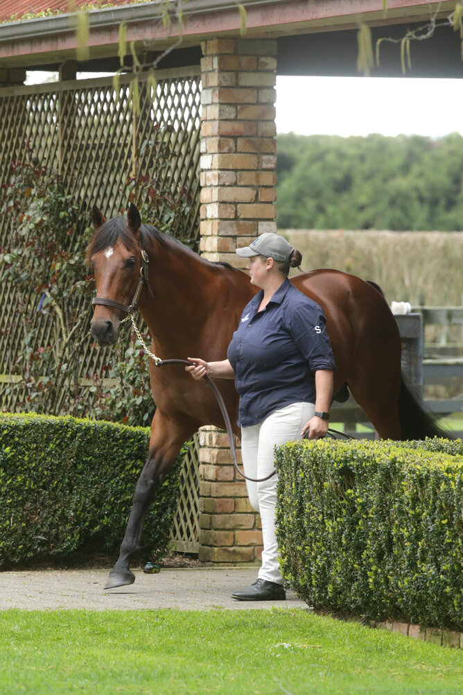 Windsor Park Stud resident stallion Turn Me Loose Photo Credit: Trish Dunell