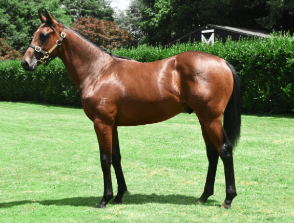Beau Dazzler pictured as a yearling - Photo: NZB website