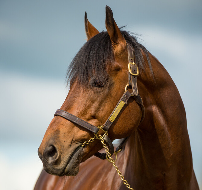Windsor Park Stud shuttle stallion Charm Spirit - Sharon Lee Chapman