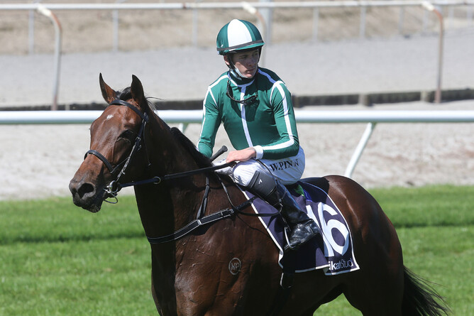 Enraptured was victorious on debut at Matamata on Wednesday. - Photo: Trish Dunell