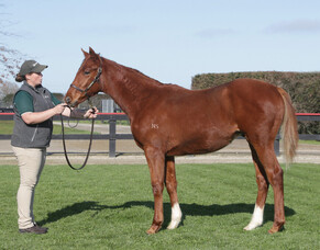 Proisir colt tops National Weanling Sale