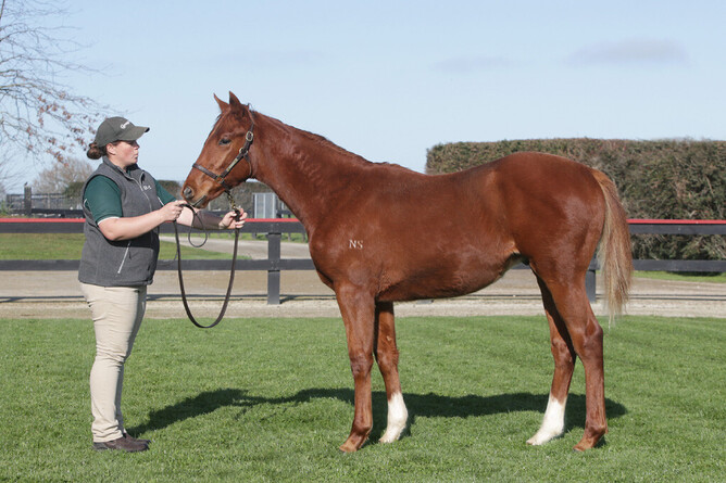 Top lot: Lot 19, a weanling colt by Proisir out of Pennacchio, was purchased by Sydney-based trainer Anthony Cummings for $107,500. Photo: Supplied