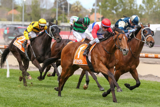 Harry Coffey guides Mr Maestro to victory in the Gr.3 Neds Caulfield Classic (2000m) at Caulfield - Photo credit: Bruno Cannatelli