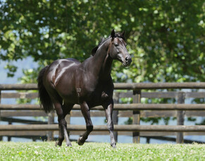 Savabeel dominates sire awards - again
