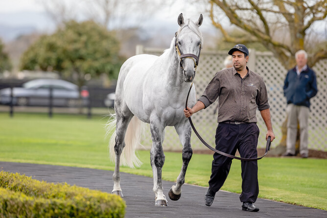 Westbury Stud parade Reliable Man for NZTBA members last Sunday