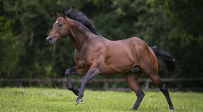 Yulong has added a nomination to their exciting young stallion Lucky Vega to the Sunline Scholarship auction.  - Photo: Supplied