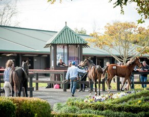 Entries Open for Inaugural Weanling Sale