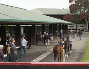 Prospects all positive ahead of Sale