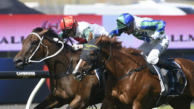 Hitabell (inside) finding in the closing stages to defeat Sethito (outside) in the Gr.2 Hallmark Stud Eight Carat Classic (1600m) at Ellerslie.   - Photo: Kenton Wright, Race Images