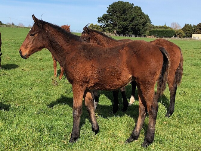 Derryn x La Petite colt