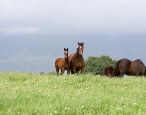 NZTBA represents breeders in Climate Action Partnership