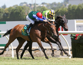 Oaks favourite carrying historic colours