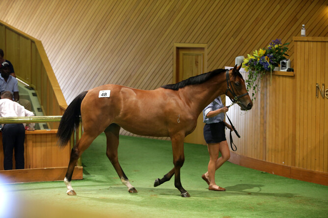Lot 48 Tavistock (Bagalollies) - Trish Dunell