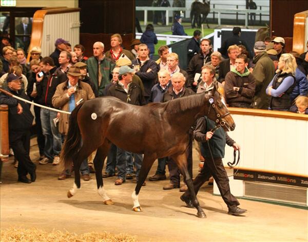 Tattersalls sale topper, Lot 557, the Galileo colt three quarter brother to Authorized went to the bid of David Redvers for 2,500,000gns