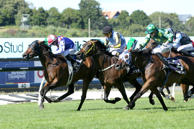 Princess Kereru (Pins - Fleur D'Amour by Thorn Park) winning the Waikato Stud Plate - photo Trish Dunell