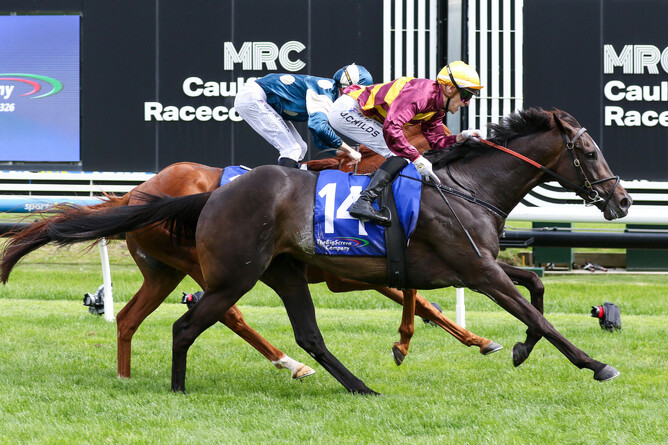 She’s A Hustler continues her strong form with a win in the Gr.2 Zipping Classic (2400m) at Caulfield. - Photo: Bruno Cannatelli