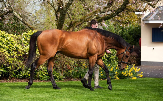 Circus Maximus will stand at Windsor Park Stud for a fee of $20,000 + GST. Photo: Supplied