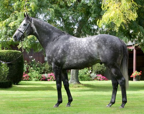 Dalghar stands at Brighthill Farm 2016 fee $8,000 + GST (lfg)