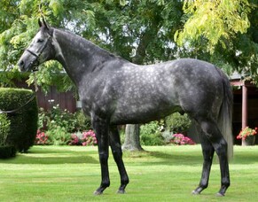 Encouraging times ahead for the New Zealand Breeding Industry and for Nick King of Brighthill Farm