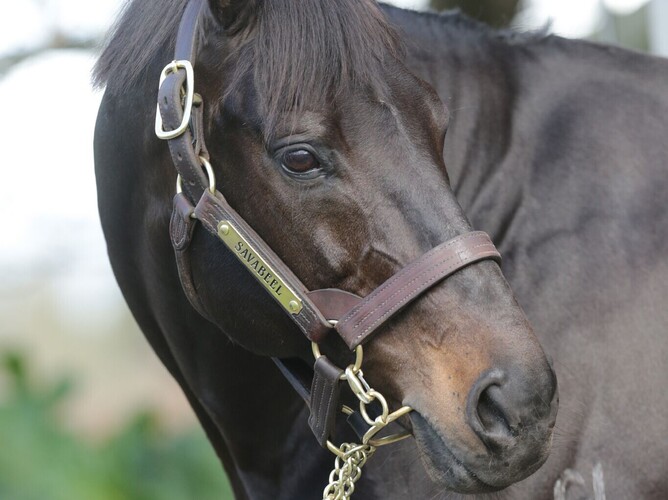Waikato Stud stallion Savabeel. Photo: Trish Dunell