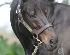 Exciting Savabeel three-year-olds emerging