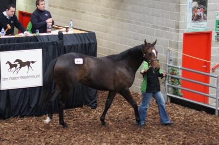 The stunning Falkirk - Flytaine 2-year-old gelding. - Photo:  Jacq Nesbit Media