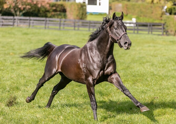 Mapperley Stud's Complacent. Photo: Supplied