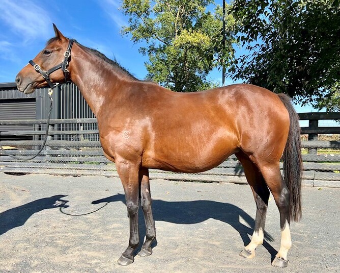 Broodmare Crown Jewels was bought by Yulong Investments for a sale-topping $642,500 during the Sir Patrick Hogan Dispersal Sale - Photo: Supplied