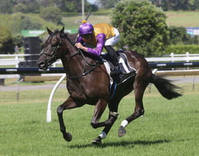 Elephant’s fan club growing