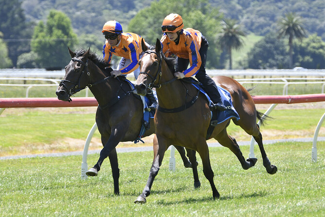 La Dorada (outside) pictured during her exhibition gallop at Te Aroha last Sunday. - Photo: Kenton Wright (Race Images)