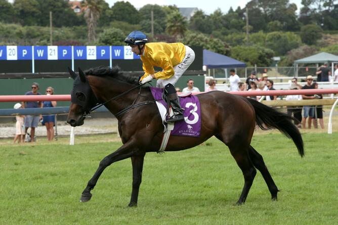 The stakes winning son of Makfi, Savile Row, has been retired to stud at Kevin Hickman’s Valachi Downs - Trish Dunell