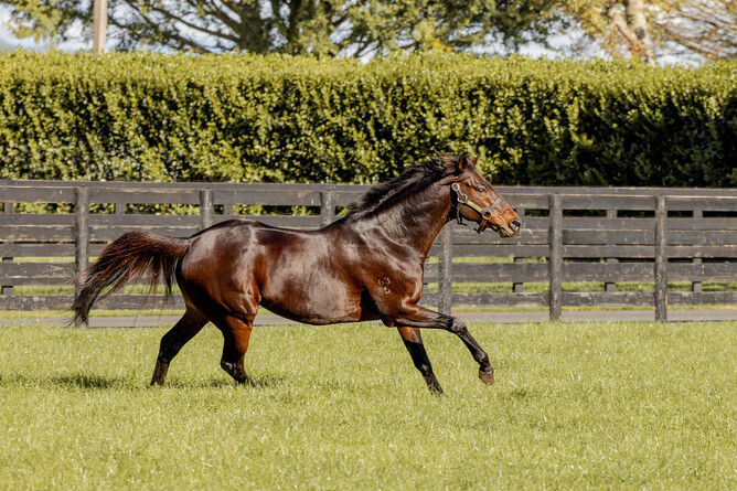 The Chosen One at The Oaks Stud - Photo: Supplied